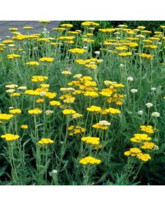 Achillea 'Coronation Gold'