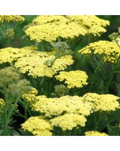 Achillea 'Credo'