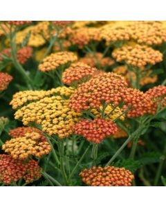 Achillea 'Feuerland'