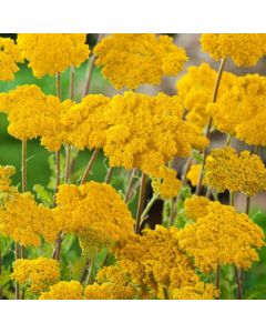 Achillea filipendulina 'Cloth of Gold'