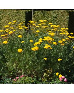 Achillea filipendulina 'Parker's Variety'