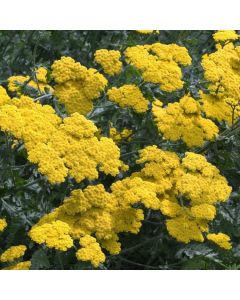 Achillea 'Moonshine'