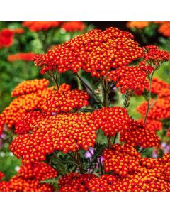Achillea millefolium