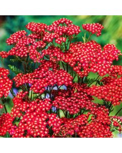 Achillea millefolium 'Cerise Queen'