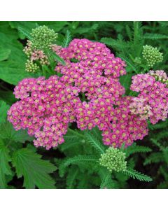 Achillea millefolium 'Heidi'