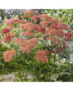 Achillea millefolium 'Lachsschönheit'