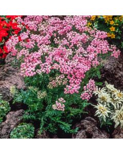 Achillea millefolium 'Lilac Beauty'