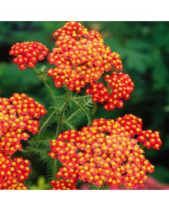 Achillea millefolium 'Paprika'