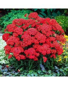 Achillea millefolium 'Red Beauty'
