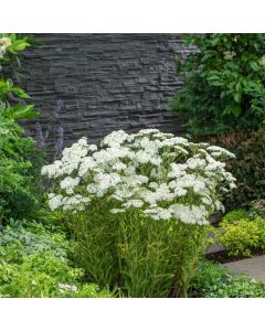 Achillea millefolium 'Schneetaler'