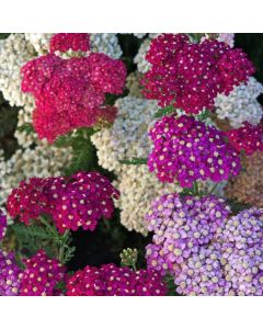 Achillea millefolium 'Wesersandstein'