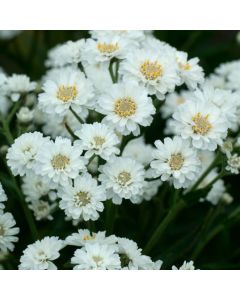 Achillea ptarmica