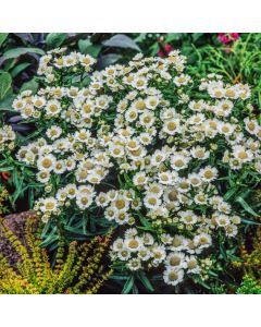 Achillea ptarmica 'Nana Compacta'
