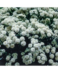 Achillea ptarmica 'Perry's White'