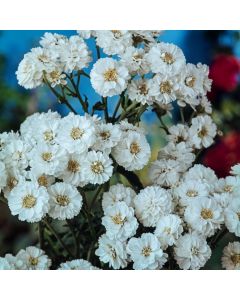 Achillea ptarmica 'The Pearl'