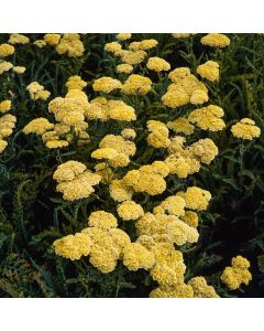 Achillea 'Taygetea'