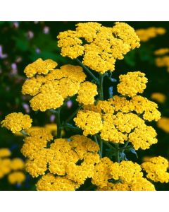 Achillea tomentosa