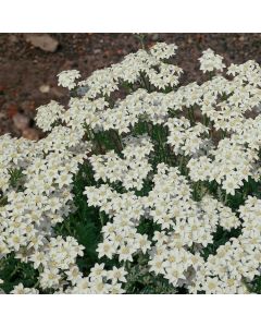 Achillea umbellata