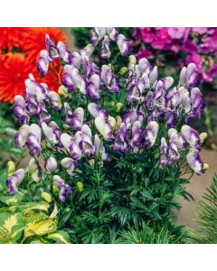 Aconitum cammarum 'Bicolor'