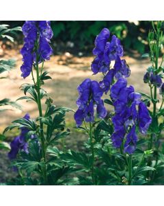 Aconitum carmichaelii 'Arendsii'