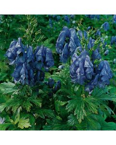 Aconitum fischeri