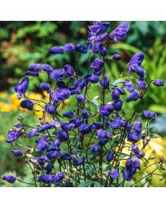 Aconitum henryi 'Spark's Variety'
