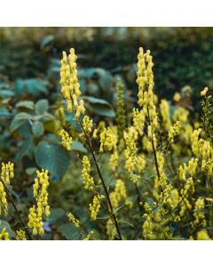 Aconitum lamarckii