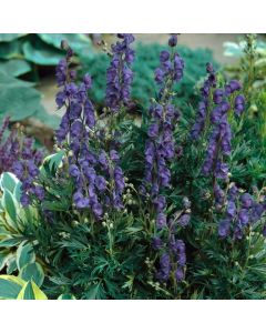 Aconitum napellus