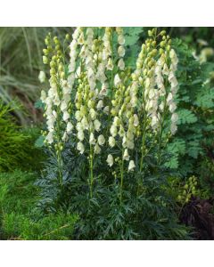 Aconitum napellus 'Album'