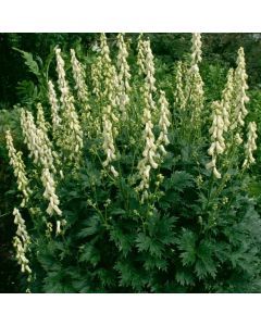 Aconitum septentrionale 'Ivorine'