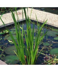 Acorus calamus