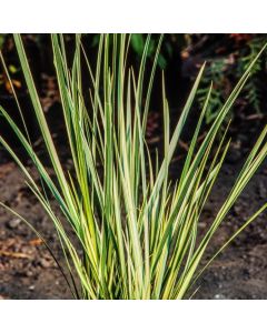 Acorus calamus 'Variegatus'
