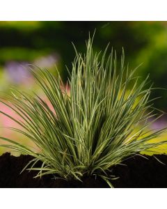 Acorus gramineus 'Argenteostriatus'