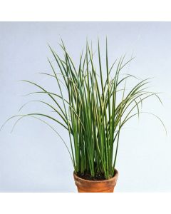 Acorus gramineus 'Aureovariegatus'