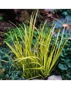 Acorus gramineus 'Ogon'