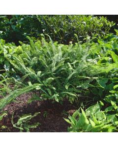 Adiantum pedatum 'Imbricatum'