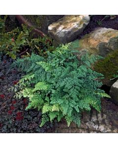 Adiantum venustum