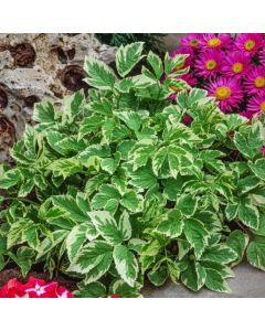 Aegopodium podagraria 'Variegatum'