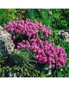 Aethionema armenum 'Warley Rose'