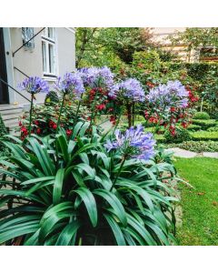 Agapanthus africanus
