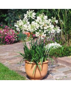 Agapanthus africanus 'Albus'