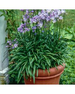Agapanthus 'Peter Pan'