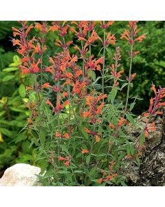 Agastache 'Firebird'