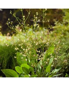 Alisma lanceolatum