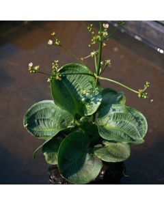 Alisma parviflorum