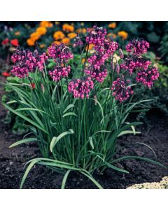 Allium cernuum