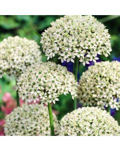 Allium nigrum