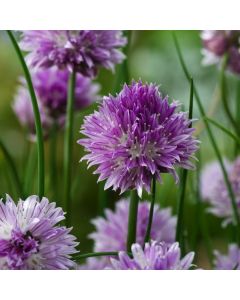 Allium schoenoprasum