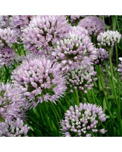 Allium senescens