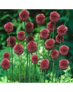 Allium sphaerocephalon